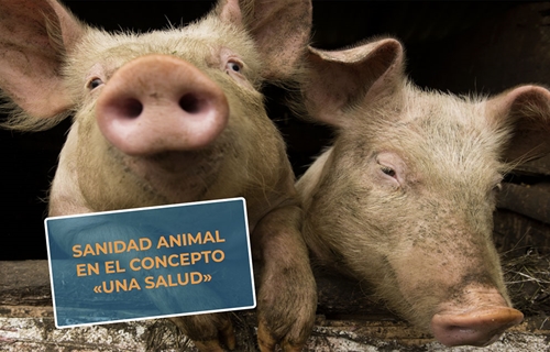 #RealidadGanadera Veterindustria: Sanidad animal en el concepto Una Salud