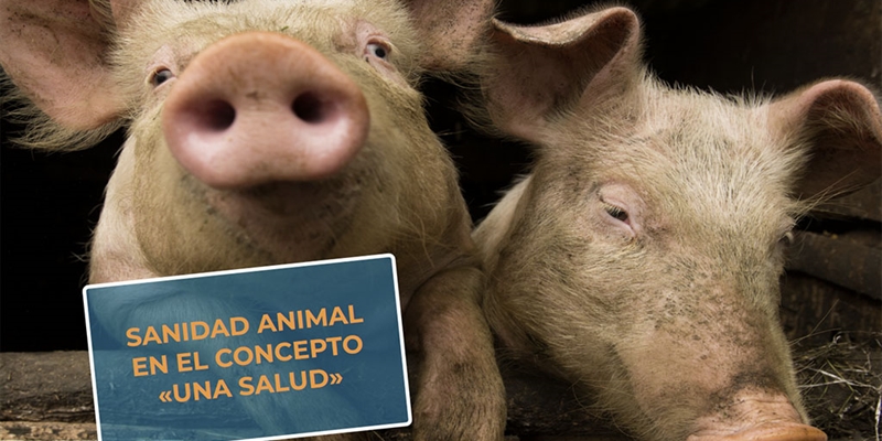#RealidadGanadera Veterindustria: Sanidad animal en el concepto Una Salud