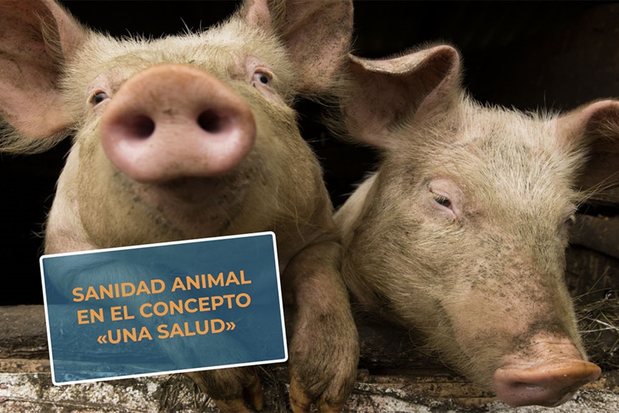 #RealidadGanadera Veterindustria: Sanidad animal en el concepto Una Salud
