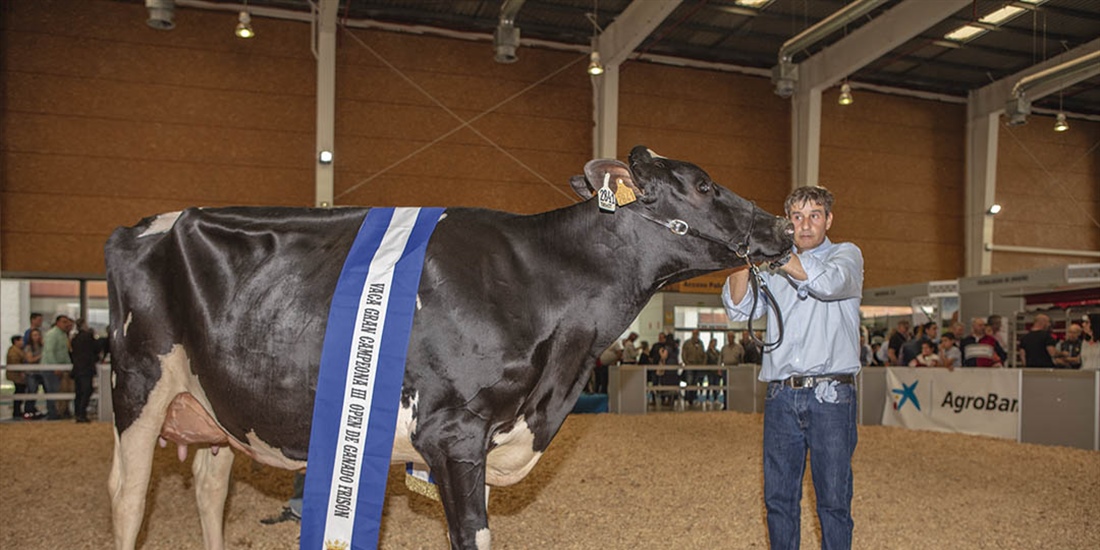 Omarie (Los Jernimos), Vaca Gran Campeona del III Open de Ganado...