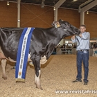 Omarie (Los Jernimos), Vaca Gran Campeona del III Open de Ganado Frisn de Talavera de la Reina