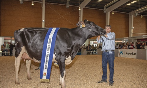 Omarie (Los Jernimos), Vaca Gran Campeona del III Open de Ganado...