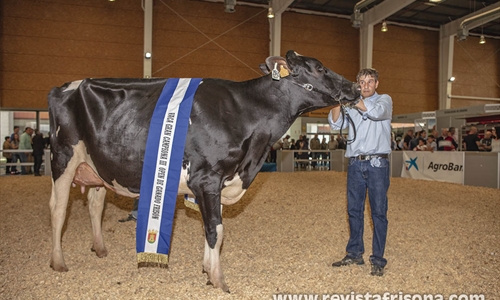 Omarie (Los Jernimos), Vaca Gran Campeona del III Open de Ganado...