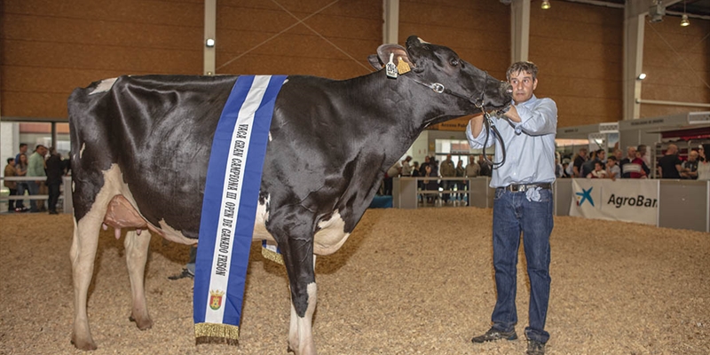 Omarie (Los Jernimos), Vaca Gran Campeona del III Open de Ganado Frisn de Talavera de la Reina