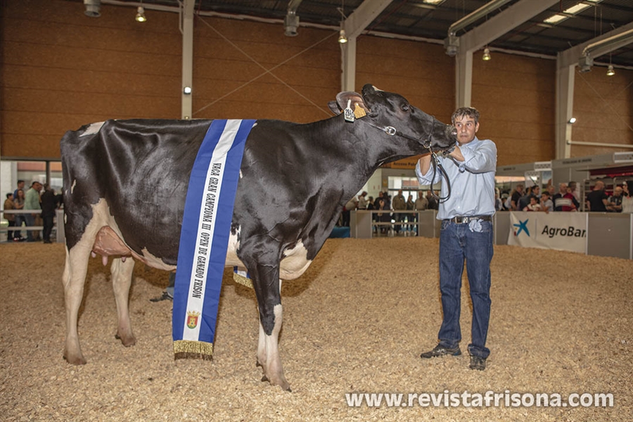 Omarie (Los Jernimos), Vaca Gran Campeona del III Open de Ganado...