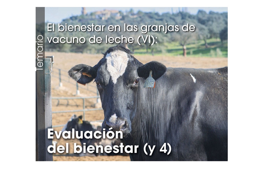 El bienestar en las granjas de vacuno de leche (VI): Evaluacin del...