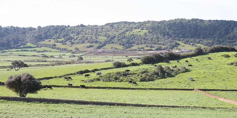 Una vaca espaola, sptima holstein con mayor produccin vitalicia del mundo