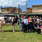 Cantón Karaja Montana, Vaca Gran Campeona del Concurso de Ganado Frisón de Galizano 2022