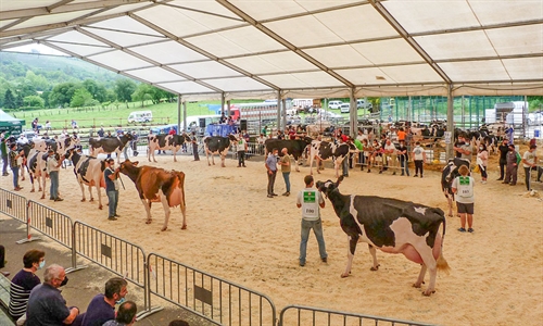 XXXIV Concurso-Exposicin de Ganado Vacuno Frisn San Bernab 2022