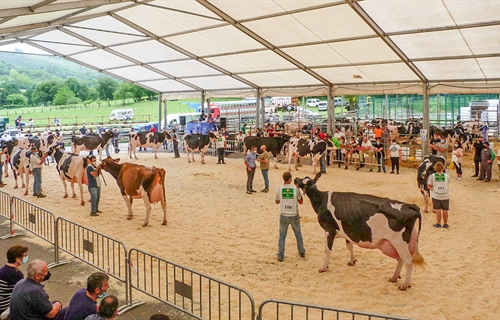 XXXIV Concurso-Exposicin de Ganado Vacuno Frisn San Bernab 2022
