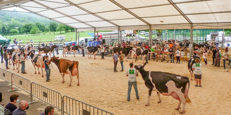 XXXIV Concurso-Exposicin de Ganado Vacuno Frisn San Bernab 2022