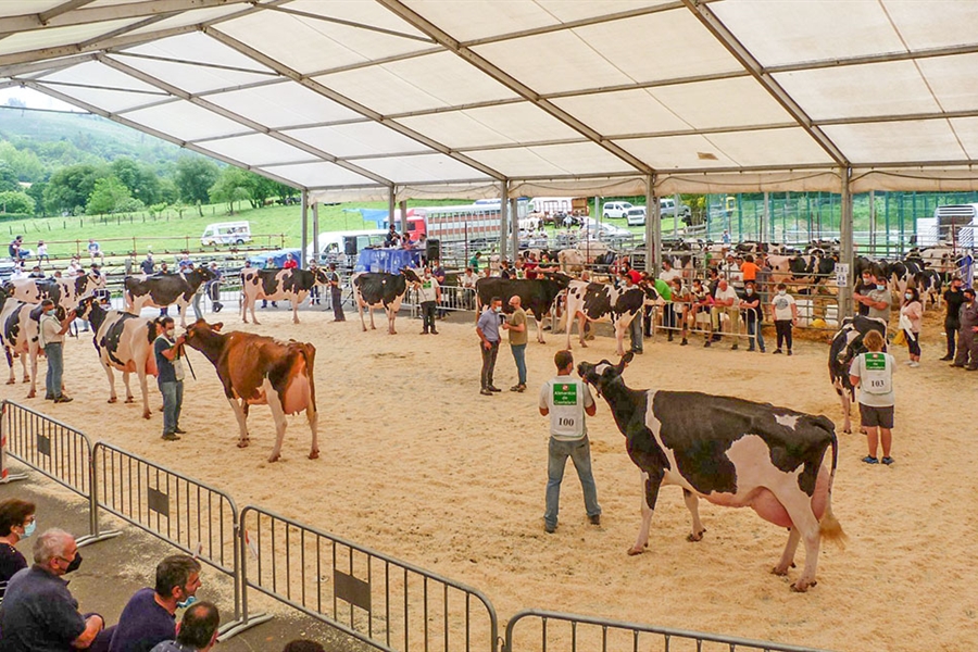 XXXIV Concurso-Exposicin de Ganado Vacuno Frisn San Bernab 2022