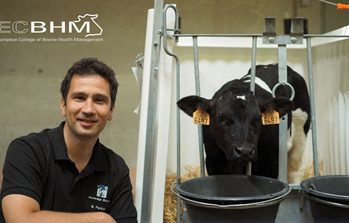 El Colegio Europeo de Medicina Bovina participar en el 31 Congreso...