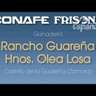 Vdeo: Visitamos la ganadera Rancho Guarea Hnos. Olea Losa (Castrillo de la Guarea, Zamora)