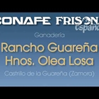 Vdeo: Visitamos la ganadera Rancho Guarea Hnos. Olea Losa (Castrillo de la Guarea, Zamora)