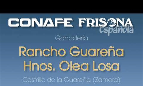 Vdeo: Visitamos la ganadera Rancho Guarea Hnos. Olea Losa (Castrillo...