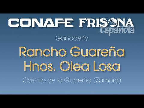 Vídeo: Visitamos la ganadería Rancho Guareña Hnos. Olea Losa (Castrillo...