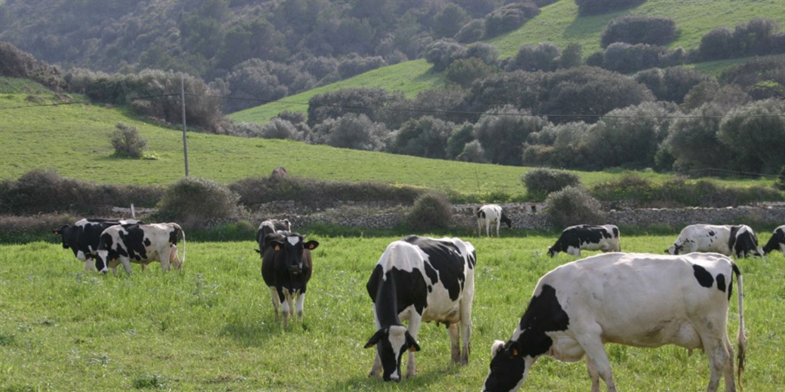Baleares abona 1,8 millones en ayudas al sector lcteo de Menorca