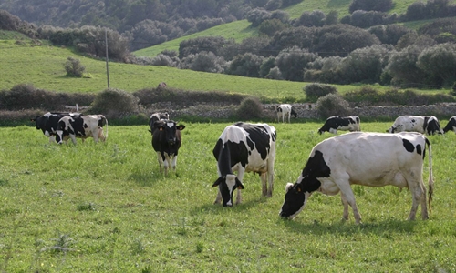 Baleares abona 1,8 millones en ayudas al sector lácteo de Menorca