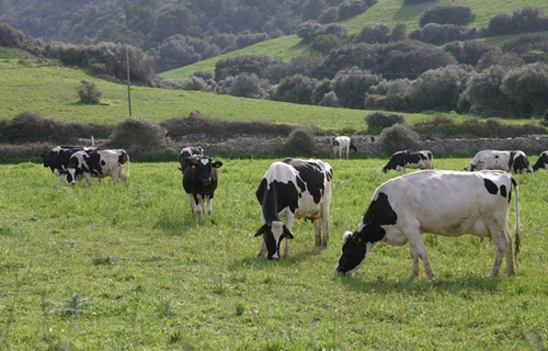 Baleares abona 1,8 millones en ayudas al sector lácteo de Menorca