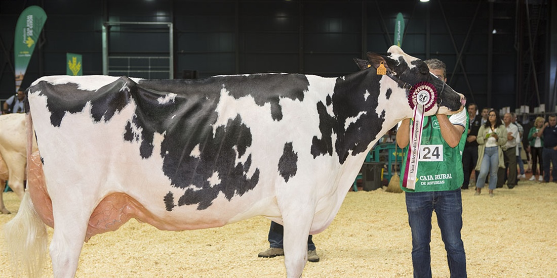 Badiola Doorman Delilah, Vaca Gran Campeona de Asturias 2022