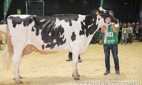 Badiola Doorman Delilah, Vaca Gran Campeona de Asturias 2022