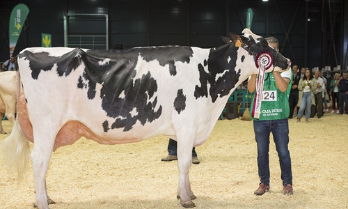 Badiola Doorman Delilah, Vaca Gran Campeona de Asturias 2022