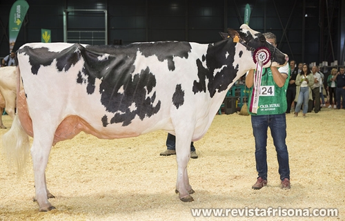 Badiola Doorman Delilah, Vaca Gran Campeona de Asturias 2022