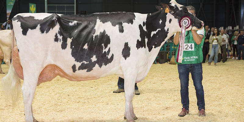 Badiola Doorman Delilah, Vaca Gran Campeona de Asturias 2022