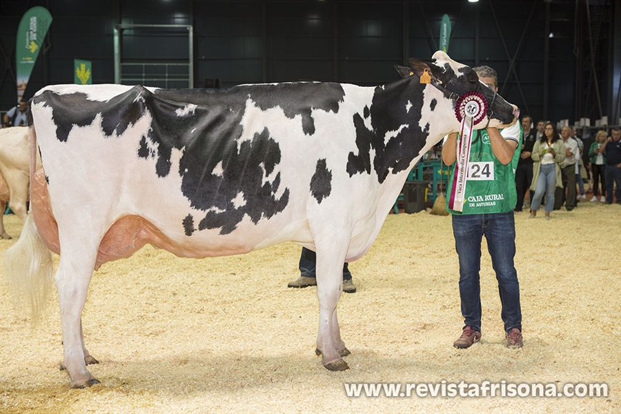 Badiola Doorman Delilah, Vaca Gran Campeona de Asturias 2022