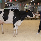 Se venden los 14 animales ofertados en la subasta de ganado vacuno frisn de Sarria