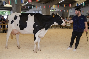 Se venden los 14 animales ofertados en la subasta de ganado vacuno frisón de Sarria