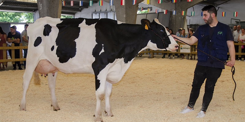 Se venden los 14 animales ofertados en la subasta de ganado vacuno frisn de Sarria