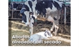 Abortos alrededor del secado