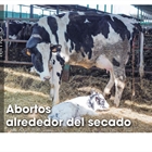 Abortos alrededor del secado