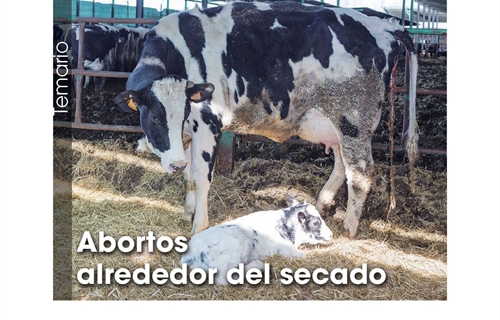 Abortos alrededor del secado