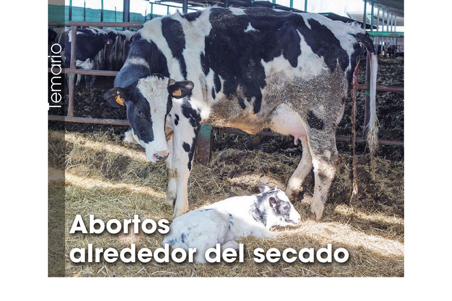 Abortos alrededor del secado
