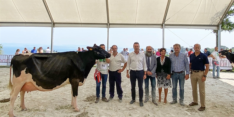Molino Ruedas York Windbrook, de la ganadería Sarabia Isla SC, gana el I Concurso de Ganado Frisón Expogan en Santander