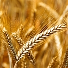 La Comisi�n Europea da luz verde definitiva al plan espa�ol para la PAC 2023-2027