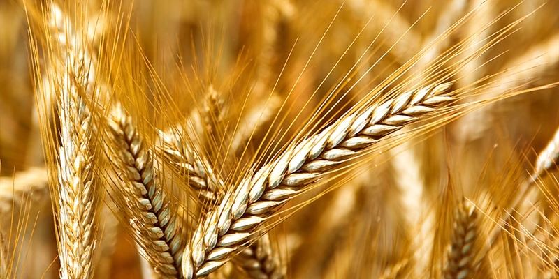 La Comisi�n Europea da luz verde definitiva al plan espa�ol para la PAC 2023-2027