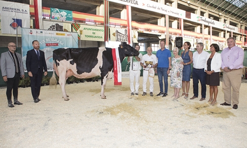 Llera Byway Lerela, de Llera Her, Vaca Gran Campeona de Cantabria 2022