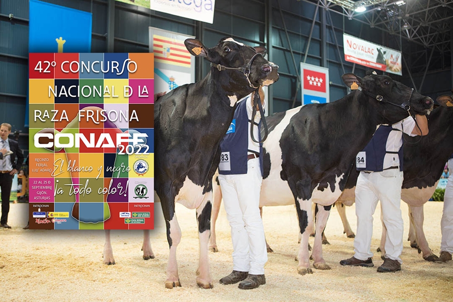 Todo preparado para celebrar la 42 edicin del Concurso Nacional de la...