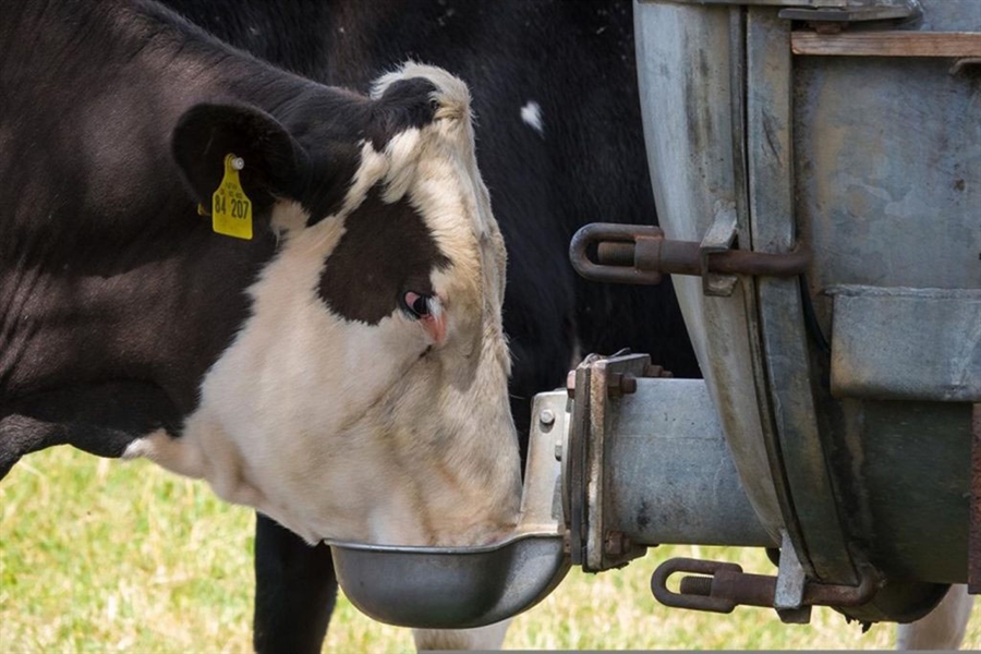 #RealidadGanadera: Cunta agua se utiliza para producir 1 kg de carne?