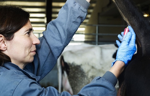 El IRTA Monells muestra su investigacin en torno a la leche en una...