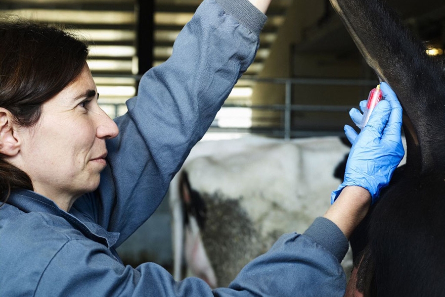 El IRTA Monells muestra su investigacin en torno a la leche en una...