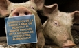 #RealidadGanadera: ¿Sustitutos de la carne a base de plantas? El mayor fracaso en la historia de la industria alimentaria