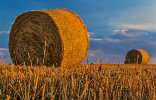 El Ministerio de Agricultura, Pesca y Alimentacin publica la...