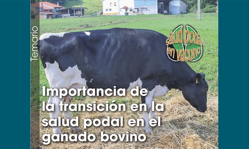 Importancia de la transicin en la salud podal en el ganado bovino