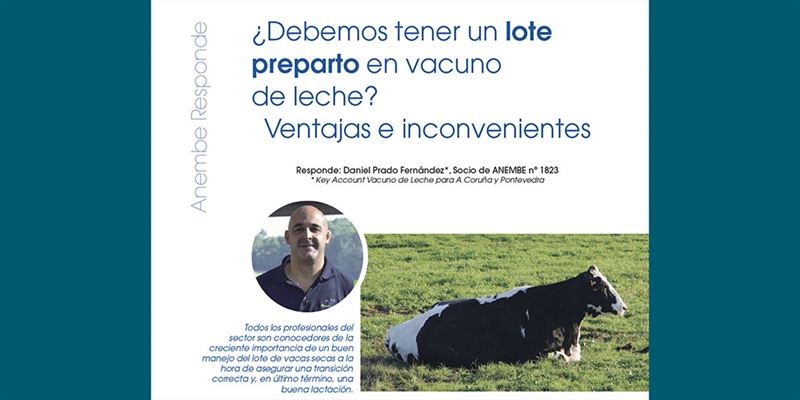 Debemos tener un lote preparto en vacuno de leche? Ventajas e inconvenientes