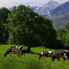 Navarra destina 120.000 euros a compensar dificultades en la recogida de leche